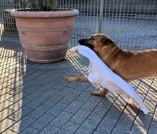 SONO ARGO MI PORTI VIA CON TE? Foto 5